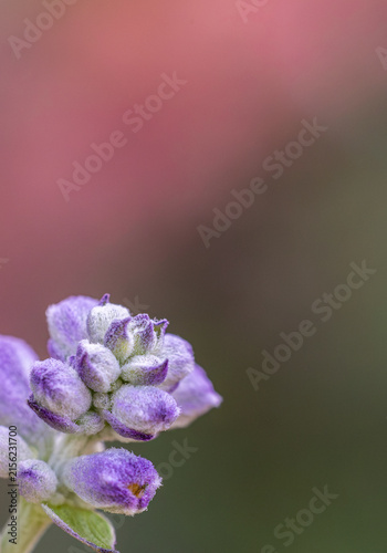 Purple Salvia Flower Buds Macro with Soft Bokeh Background