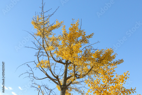 銀杏の紅葉と青空