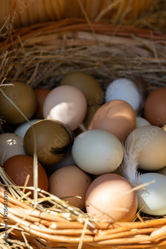 Farm fresh multi colored eggs in rustic basket