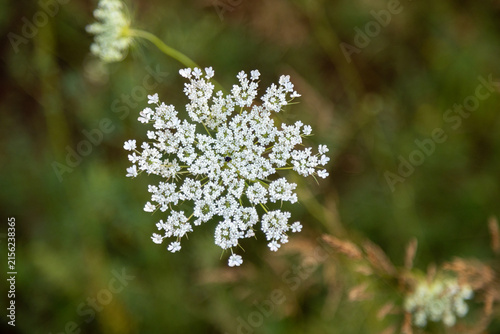 Queen Anns Lace flower