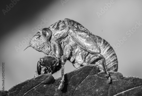 Cicada Close-up Profile in Black and White Showing Exoskeleton Detail