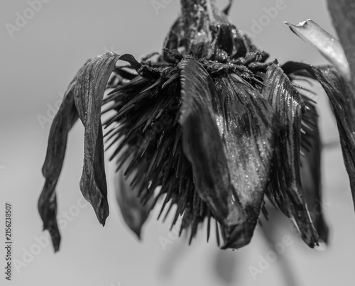 Dried Coneflower Seed Head in Black and White, Fine Art Botanical