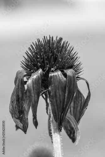 Dried Coneflower Seed Head in Black and White, Fine Art Botanical