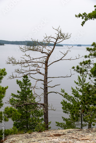 Dead tree in front of lake, cloudy sky