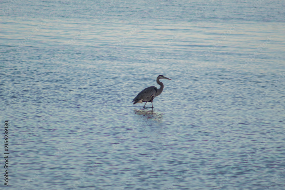 Fototapeta premium great blue heron walking in water - Ardea herodias - native to wetlands and open waters in north america, central america, the caribbean and Galapagos islands 