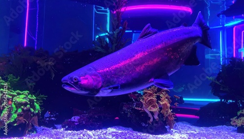 Large purple fish swimming in neon lit aquarium.