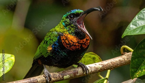 Iridescent green hummingbird with open beak on branch.