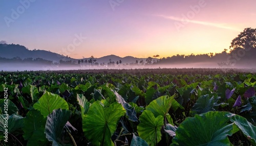 Large green leafy field in misty morning landscape.