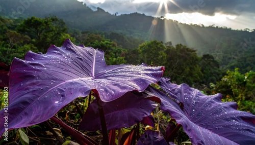 Large purple tropical leaves in misty jungle landscape.
