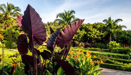 Large dark purple elephant ear leaves in sunny garden.