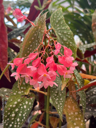 Konstfotografi Beautiful white flowers Begonia (Latin - Begonia)