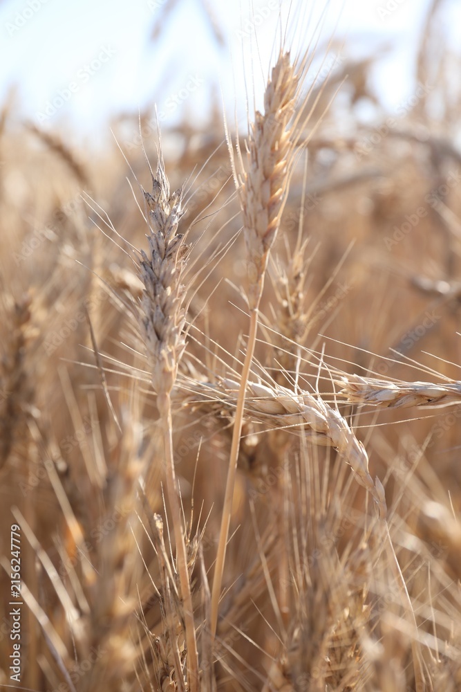 Fototapeta premium Golden wheat spikes growing in field on sunny day, closeup