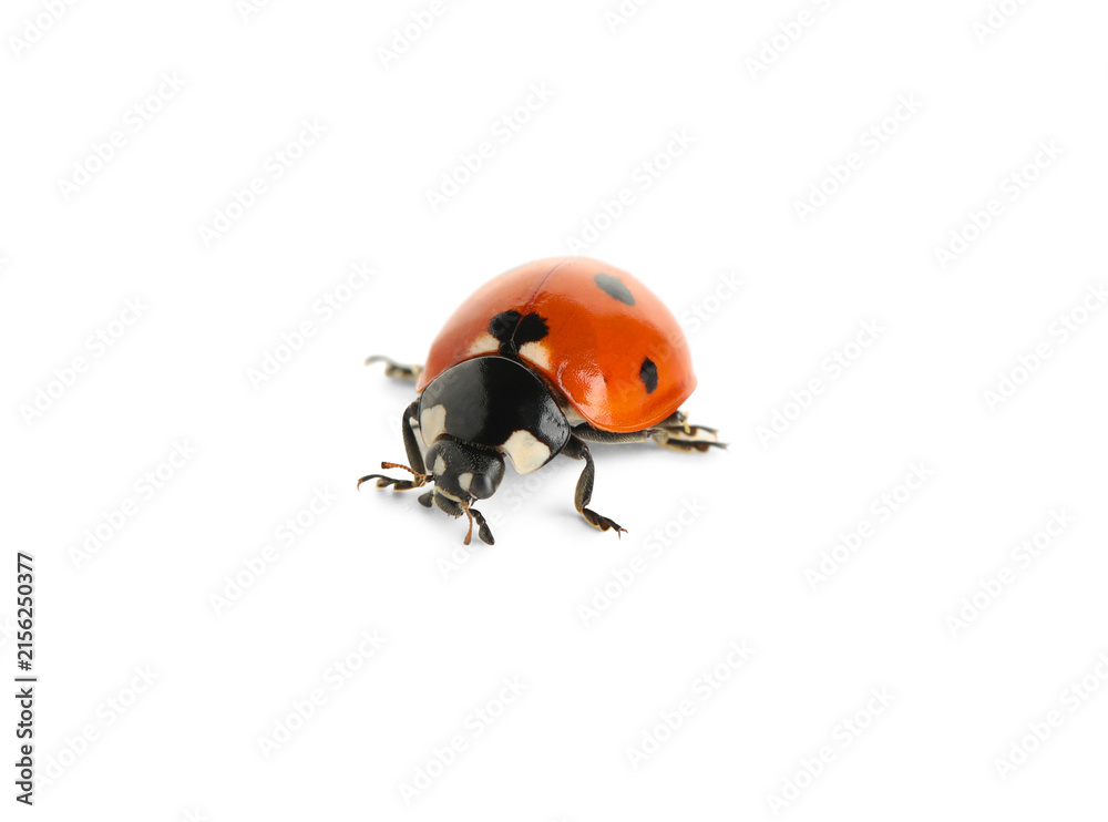 Fototapeta premium Red ladybug with black spots, beneficial insect for garden pest control, isolated on a clean white background