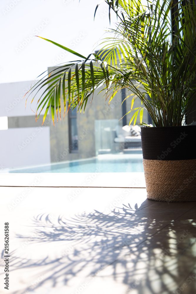 Fototapeta premium Potted palm plant is casting detailed shadows across light tiled floor near pool and glass opening