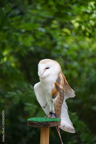 Płomykówka zwyczajna (Tyto alba) stojąca na pniaku pokrytym zieloną sztuczną trawą. Nocny ptak drapieżny z jasną, sercowatą tarczą twarzową, sfotografowany z widocznymi szczegółami piór i sylwetki.