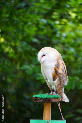 Płomykówka zwyczajna (Tyto alba) stojąca na drewnianym pniaku pokrytym sztuczną trawą. Charakterystyczna nocna sowa o jasnej, sercowatej tarczy twarzowej i delikatnym, jasnym upierzeniu.