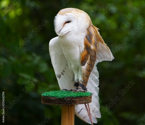 Płomykówka zwyczajna (Tyto alba) siedząca na drewnianym pniaku pokrytym sztuczną trawą. Charakterystyczne upierzenie wyróżniają tego nocnego ptaka.