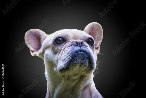 Adorable purebred french bulldog