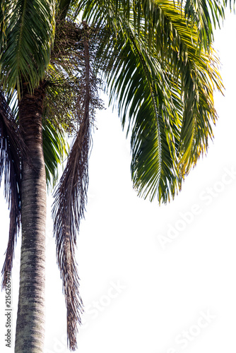 Large tropical Imperial Palm with a lush crown of arching fronds; transparent background suitable for Brazilian landscaping projects, architecture, exotic nature themes, and historic garden compositio