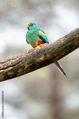 Quadro su tela A colorful Mulga parrot perched on a weathered tree branch in soft natural light