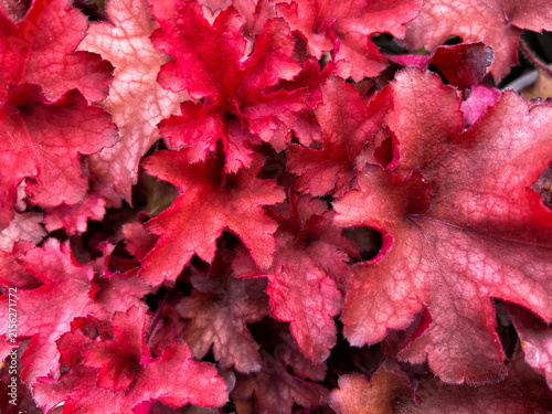 Heuchera Indian Summer Cranberry