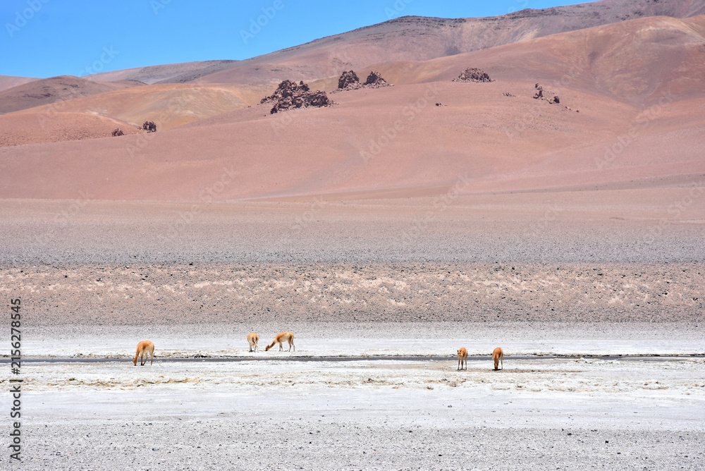Naklejka premium Guanaco under the scorching sun in Atacama Desert. Chile.