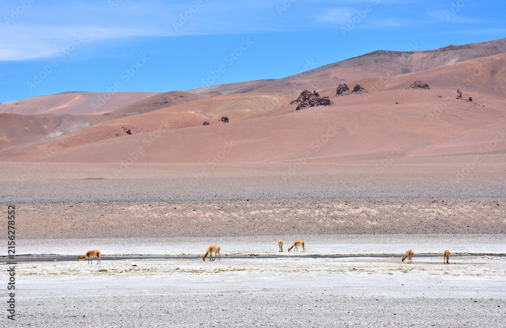 Obraz premium Guanaco under the scorching sun in Atacama Desert. Chile.