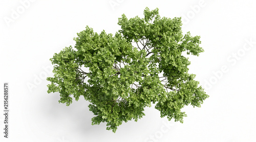 Top View of Lush Green Tree Isolated on White Background