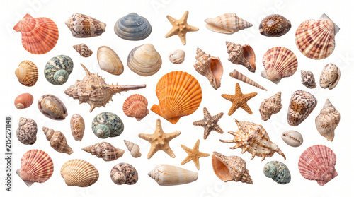 Colorful Sea Shells and Starfish Collection Isolated on White Background