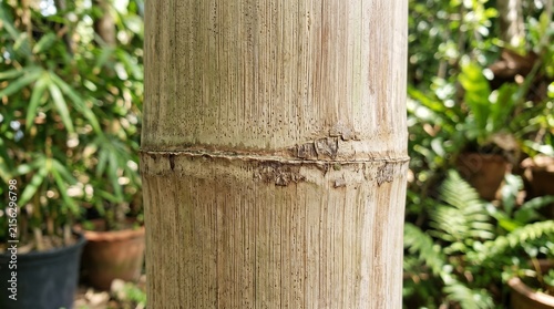 Close-up of natural bamboo wood texture with vertical grain and organic surface patterns for design projects