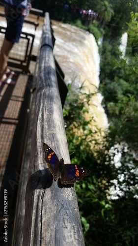 Konstfotografi butterfly at Iguazu Falls