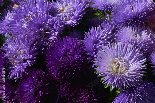 Beautiful violet and purple aster flowers in bloom