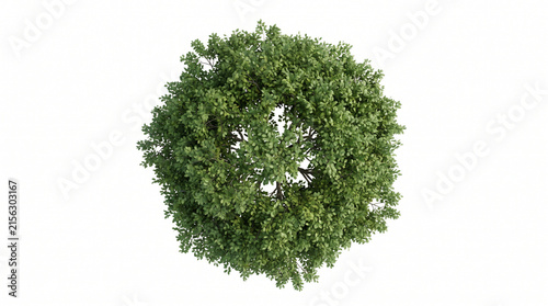 Lush Green Tree Top View Isolated on White Background