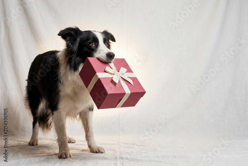 Border collie dog holding wrapped gift box present in mouth
