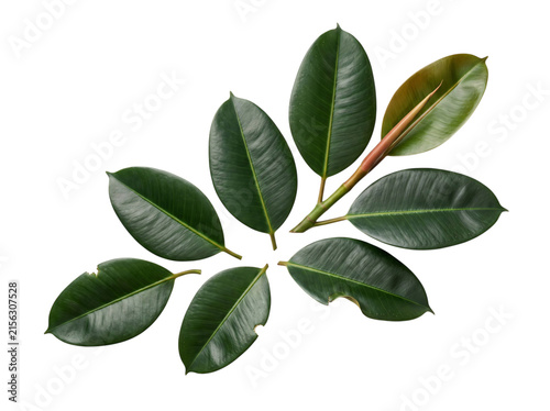 Photography Dark green rubber plant leaves on a png isolated on transparent background