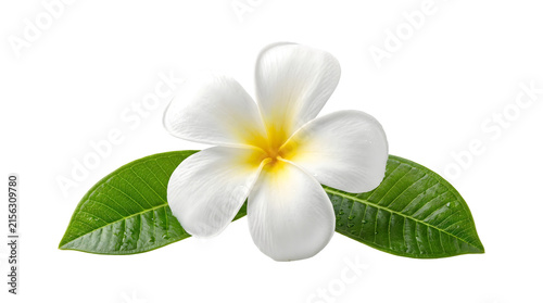 Obraz na plátně Plumeria bloom with dewy petals resting on glossy green leaves shown as an isola