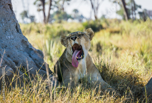 Photography yawning lioness in Kruger National Park, South Africa