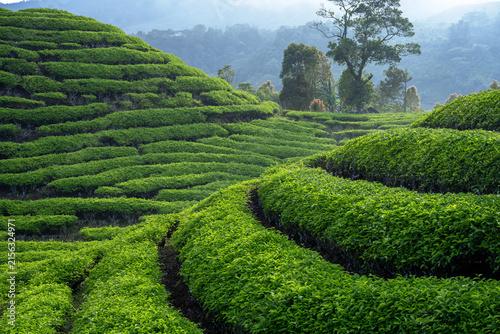 Tea plantation in the morning, part 5
