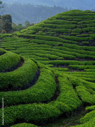 Tea plantation in the morning, part 3