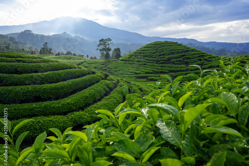 Tea plantation in the morning, part 1