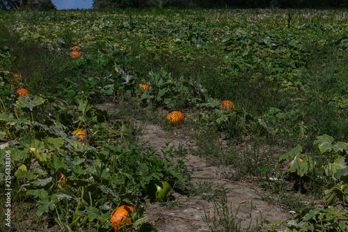 Pumpkin Field Growth Autumn Harvest