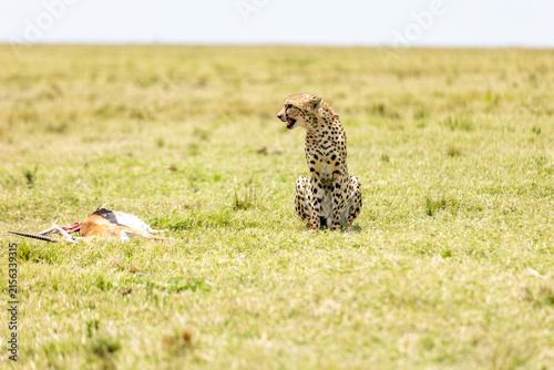 Foto Cheetah sitting with mouth open beside its gazelle prey