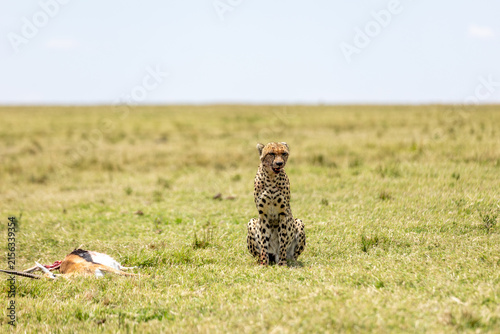 Obraz na płótnie Cheetah sitting upright with a gazelle kill on the open savanna