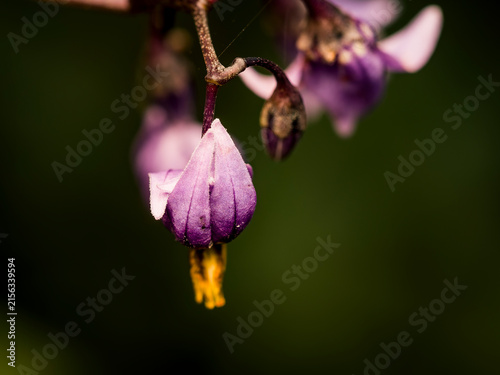 Bild auf Leinwand Close up of a vibrant purple bittersweet nightshade flower hanging on a delicate
