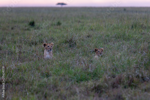 Foto Two young lions peering above the tall grass of the open savanna