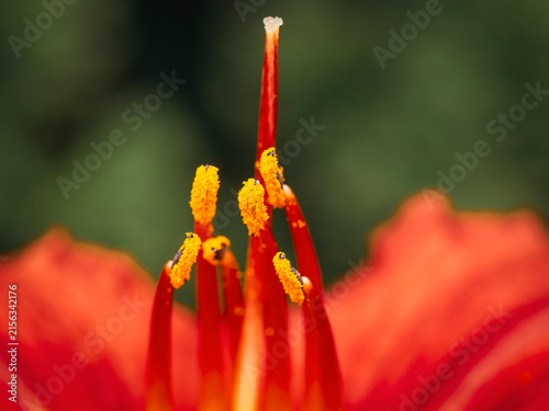 фотографія Extreme close up macro shot of vibrant red flower stamens and bright yellow poll