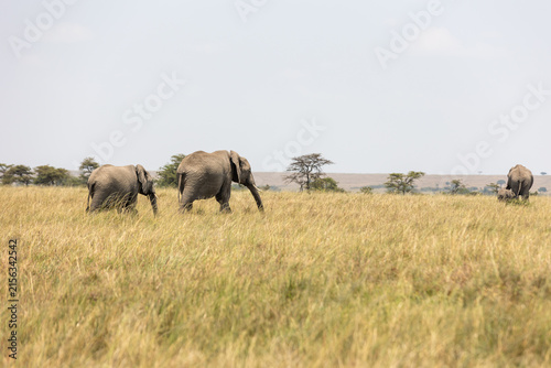 Canvas Print A small group of African bush elephants walking through tall grass