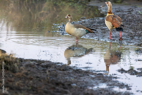 Obraz na plátně Two Egyptian geese standing at the muddy edge of a waterhole