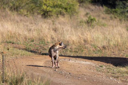 Fotografie A spotted hyena standing on a dirt track and looking back
