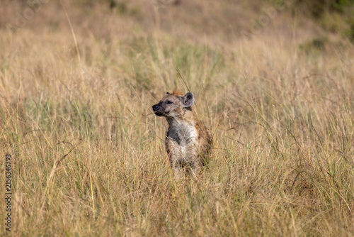 Photography A spotted hyena raising its head alertly in tall golden grass